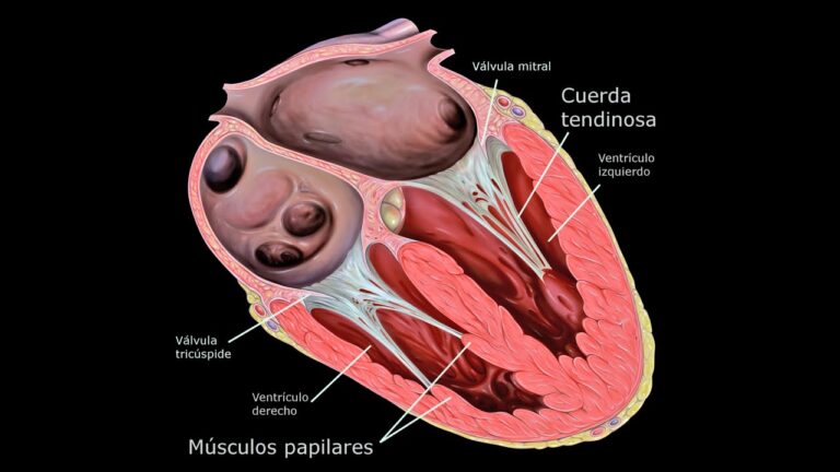 Papilares Musculares do Cora&ccedil;&atilde;o: Fun&ccedil;&atilde;o e Import&acirc;ncia
