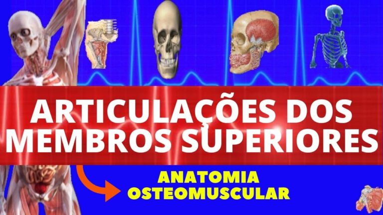 Articulações dos Membros Superiores: Funções e Importância na Mobilidade