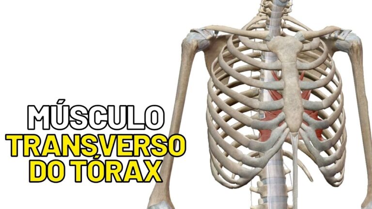 Papel do Musculo Transverso do Torax na Estabilizacao da Coluna Vertebral
