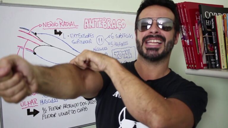 Partes do Braço e Antebraço: Guia Completo