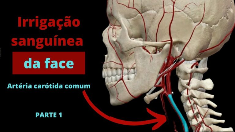 Carótida Comum: Função e Tratamento