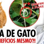 Como prevenir e tratar o SBP em bovinos: mata carrapato
