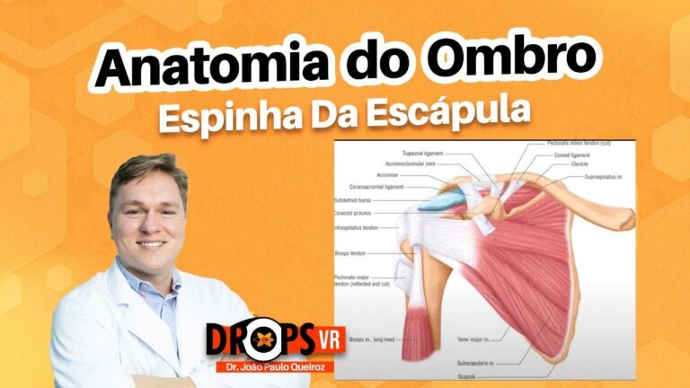 Anatomia e função da espinha escapular: um guia completo