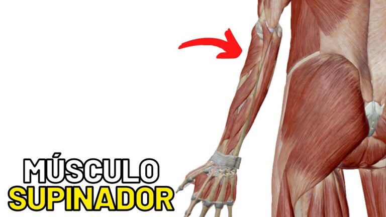 Entendendo o Supinador do Antebraço: Função e Importância