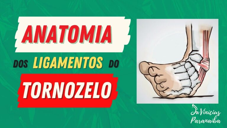 Anatomia e Função do Ligamento Deltoide no Tornozelo