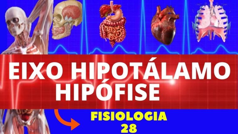 Sistema porta hipotalamo hipofisario: estrutura e função