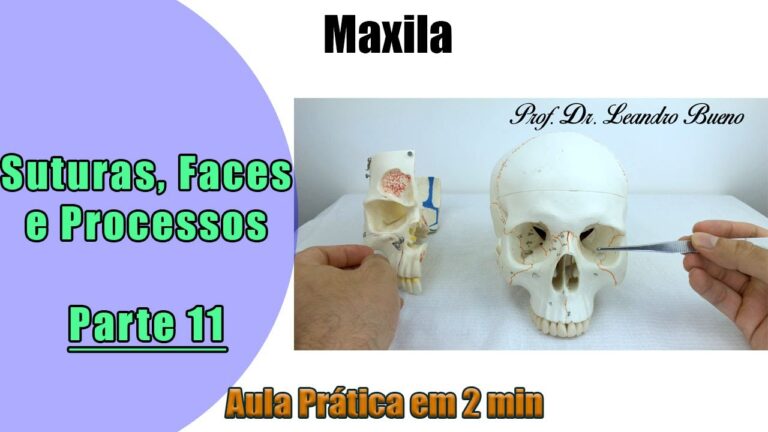 Sutura Zigomaticomaxilar: Funções e Implicações Clínicas