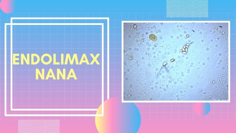 Entenda os Cistos de Endolimax Nana: Causas e Tratamentos