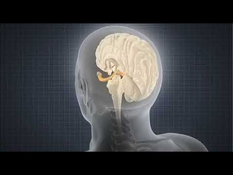 Benefícios da Uridina: Para Que Serve e Como Funciona