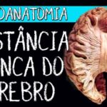 Transformando Experiências com o Fiori Einstein