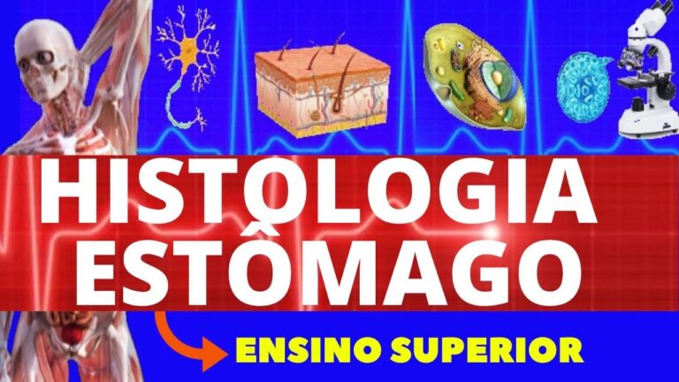 Papel das Células do Estômago na Digestão