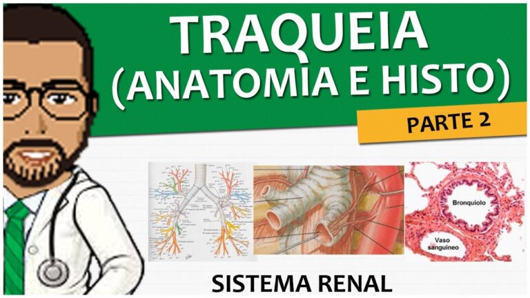 Anatomia da Árvore Bronquica: Uma Visão Geral