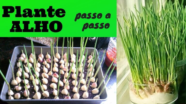 Descubra como é um pé de alho
