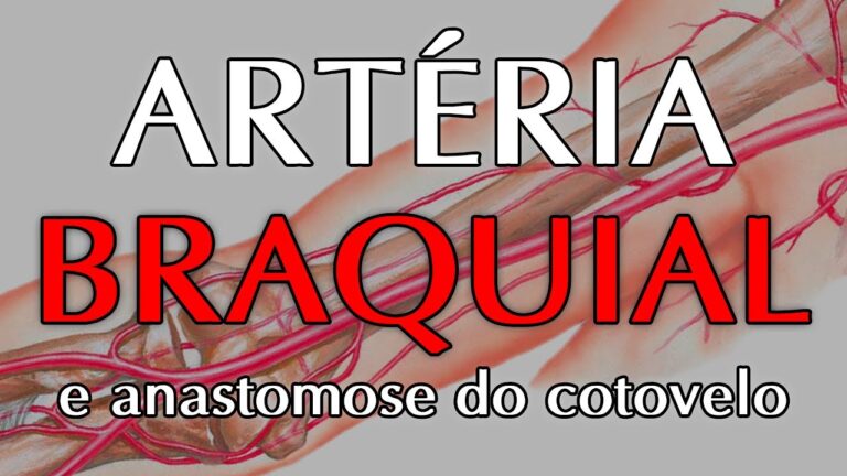 Fossa Cubital Direita: Anatomia e Fun&ccedil;&otilde;es