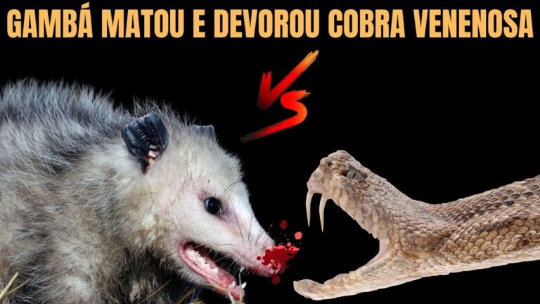 O perigo do veneno nas gambás