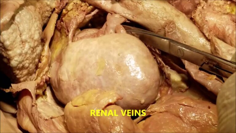 Fáscia Renal: Funções e Importância na Saúde Renal