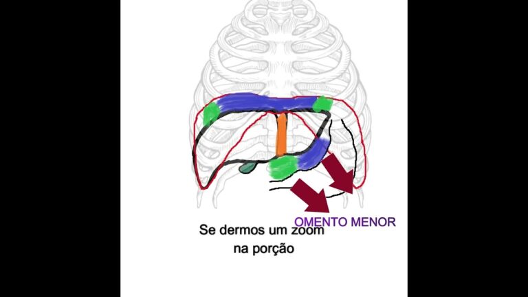 Ligamento Hepatogástrico: Funções e Importância