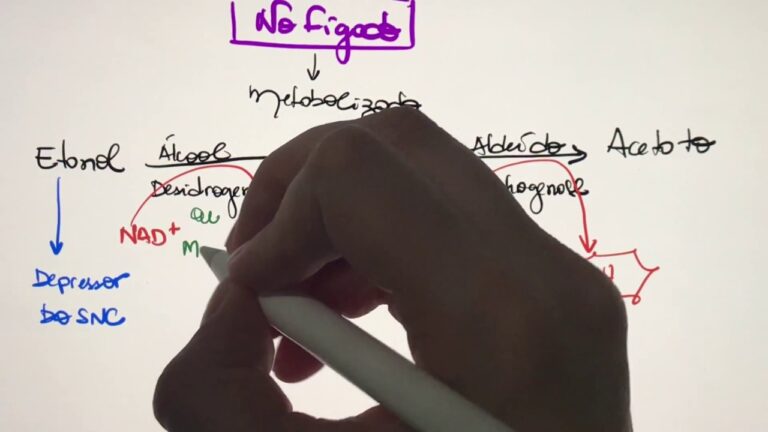 Metabolização do Álcool: Como Funciona no Organismo
