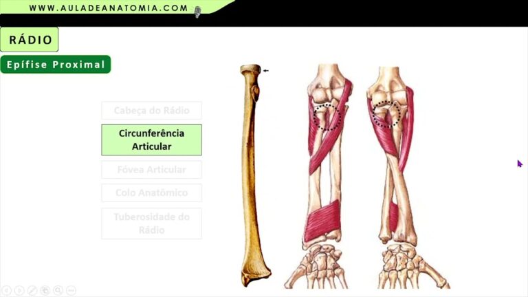 Anatomia e função do processo estiloide do rádio