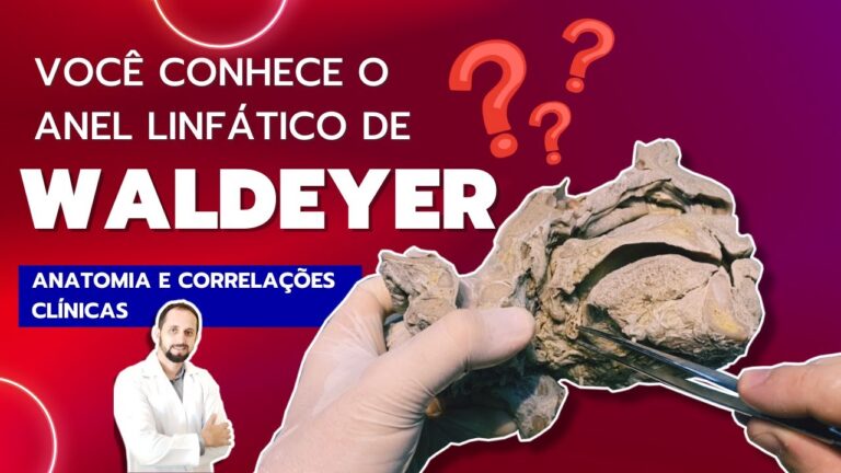 Anel Linfático de Waldeyer: Função e Importância