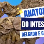Entendendo o Significado do Ritmo Sinusal