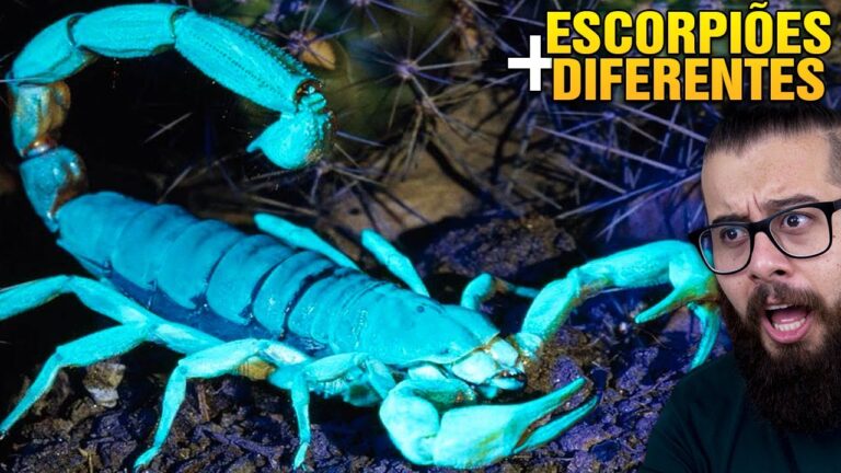 Escorpião Azul: Mitos e Realidade