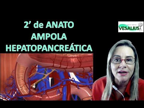 Funções e Importância da Ampola Hepatopancreática
