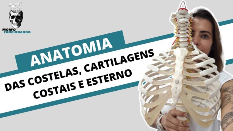 Composição da Caixa Torácica: Estruturas Fundamentais
