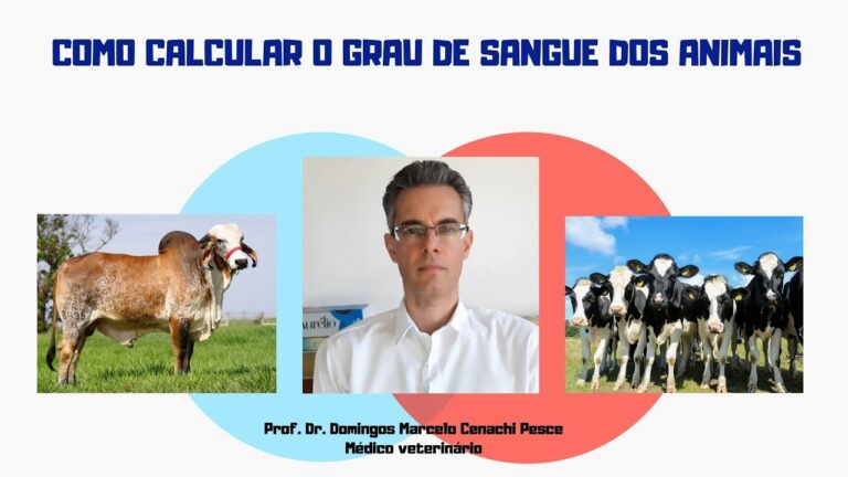 Calculadora Sanguínea: Uma Ferramenta Essencial para Monitorar sua Saúde