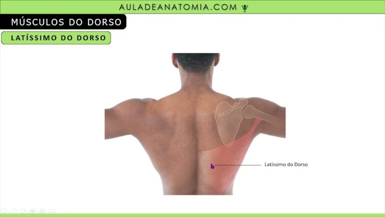 Anatomia e Fun&ccedil;&atilde;o do Dorso do Bra&ccedil;o