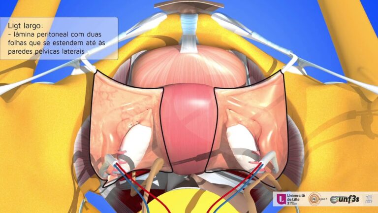 Papel dos Ligamentos do Ovário na Saúde Reprodutiva