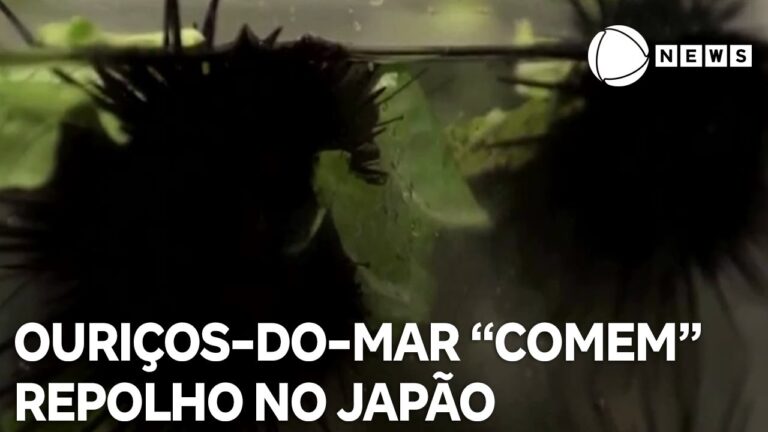 Repolho: Tudo Sobre as Últimas Notícias e Tendências