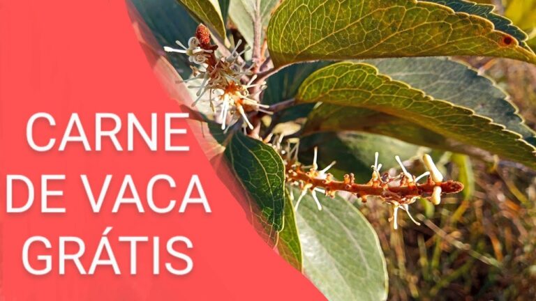 A Arte de Preparar a Árvore de Carne de Vaca