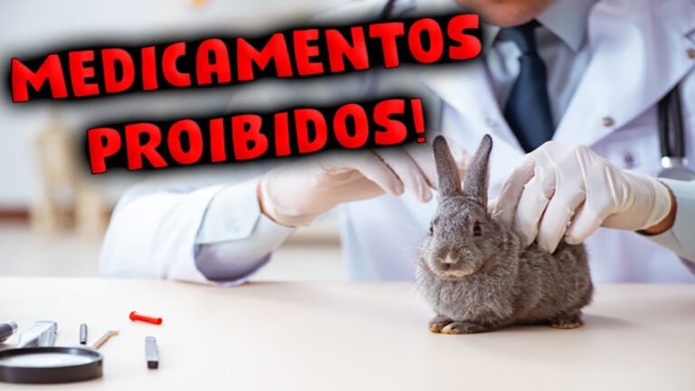Antibióticos Eficazes para Tratamento de Coelhos