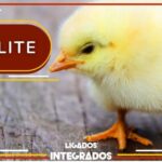 Cálculo de Insulina Regular por Peso: Guia Simplificado