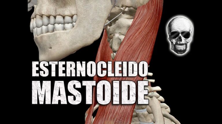 Origem e Inser&ccedil;&atilde;o do Esternocleidomastoideo