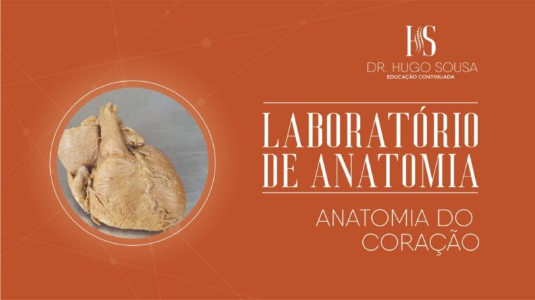 Import&acirc;ncia do Sulco Atrioventricular na Anatomia Card&iacute;aca