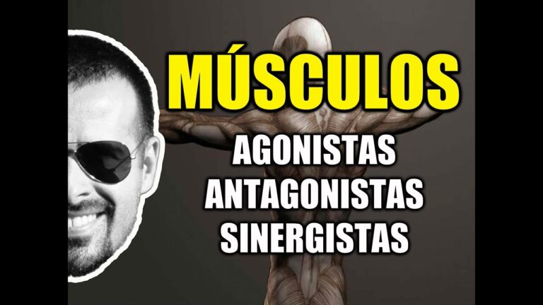 O Papel dos Músculos Agonistas e Antagonistas na Performance Física