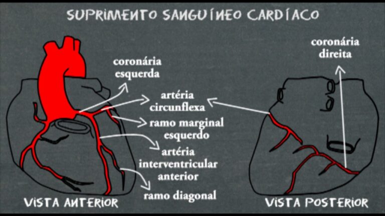 Explorando a Arteria Coronaria Esquerda: Fun&ccedil;&atilde;o e Import&acirc;ncia na Sa&uacute;de Card&iacute;aca