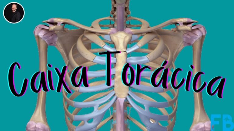 Função e Estrutura dos Órgãos da Caixa Torácica