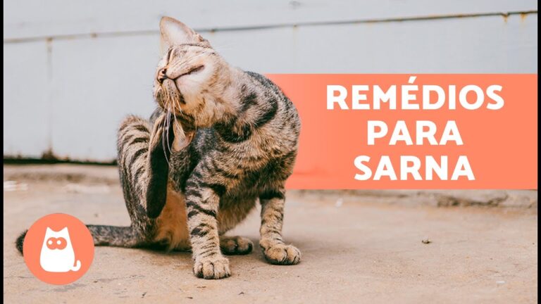 Antibióticos Eficazes no Tratamento de Sarna em Gatos