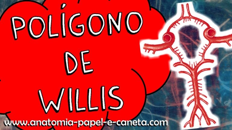 Explorando o Polígono de Willis: Anatomia e Funções Cerebrais