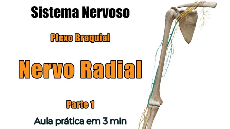 Entendendo o Sulco do Nervo Radial: Anatomia e Importância Clínica