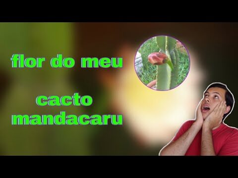 Benefícios e Cuidados com a Flor de Mandacaru