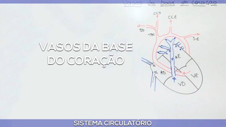 Diferenciação dos Vasos da Base do Coração