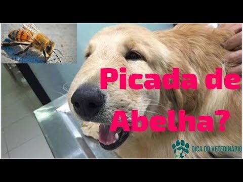 Antialérgico Eficaz para Picada de Abelha em Cachorros