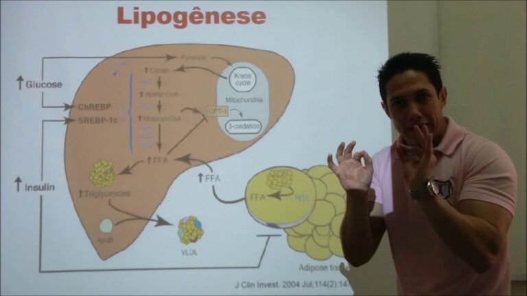 Entendendo a Lipogênese: O que É e sua Importância