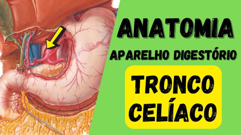 Tronco Ciliaco: Funções e Importância na Circulação Sanguínea