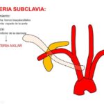 Entendendo o Cálculo da Pressão Arterial Média