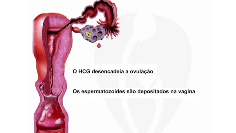 Coito na Gravidez: Significados e Implicações